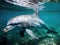 Cyber dolphin in virtual tank closeup