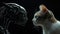 A Cyber Robot Cat And A Common Cat Engaging In A Face-Off