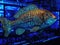 Cyberfish swims in hightech tank