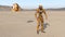 Cyborg worker with flying drone, humanoid robot with surveillance aircraft exploring deserted planet, mechanical android, 3D rende