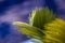 Cyca palm leaves on blue background