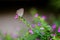 Cycad Blue Butterfly in the Garden