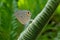 Cycad blue butterfly resting on the tender leaf of Cycad