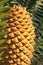 Cycad cone