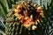 Cycad cone opened