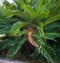 Cycad cycas revoluta male flower