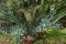 Cycad Encephalartos horridus in Tropical garden in Funchal, Madeira island