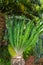 Cycad Encephalartos manikonsis - palm-like plant with large cone