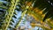 Cycad fern leaves in forest, California USA. Green fresh juicy natural botanical leafage. Encephalartos or zamiaceae