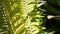 Cycad fern leaves in forest, California USA. Green fresh juicy natural botanical leafage. Encephalartos or zamiaceae