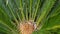 Cycad fern leaves in forest, California USA. Green fresh juicy natural botanical leafage. Encephalartos or zamiaceae