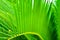 Cycad leaf
