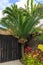 A cycad, Lepidozamia peroffskyana, in a tropical garden