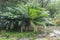 Cycad Palm plant
