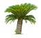 Cycad palm tree