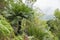 Cycad palm tree in the forest Umphang Tak ,Thailand.