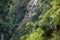 Cycad palm tree in the forest Umphang Tak ,Thailand.