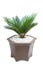 Cycad plam tree plant