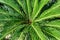 Cycad plant