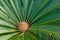 Cycad Plant from Above