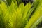 Cycad plant leaves