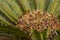 Cycad plant with new leaves and seeds