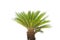 Cycad revoluta on a white background.