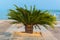 Cycad scientific name is Cycas circinalis L ,