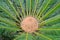 Cycad scientific name is Cycas circinalis L.