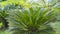 Cycad scientific name is Cycas circinalis L. Families Cycadaceae.