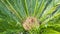 Cycad scientific name is Cycas circinalis L. Families Cycadaceae.