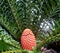 Cycad with sharp leaves and orange patterned fruit
