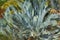 Cycad of species Encephalartos princeps, native to Eastern Cape Province of South Africa - Florida, USA