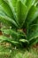 Cycad Splendor: Majestic Sago Palms in the Botanical Conservatory. Botanic Elegance: Exploring the Enchanting World