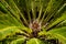 Cycad tree lines and shape