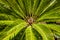 Cycad tree lines and shape