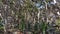 Cycads and Australian native Eucalyptus vegetation.