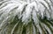 Cycads leaves with snow