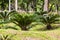 The cycads plant