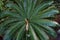 Cycads: seed plants with a very long fossil history.