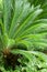 Cycas