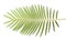 Cycas chamaoensis is named after the only known habitat of this species,