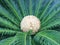 Cycas flower