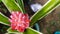 The cycas flower bloom in the evening after rain