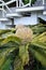 Cycas flower revolutes in the garden