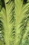 Cycas leaf