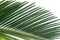 Cycas leaf detail