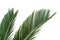 Cycas leaf isolated