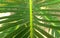 Cycas leaf wallpaper