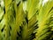 Cycas leaves in full sun